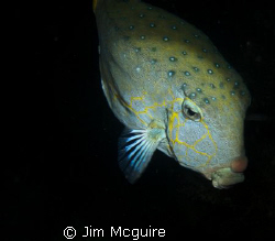 A sleeping boxfish on our ski area wreck dive.  Kwajalein... by Jim Mcguire 